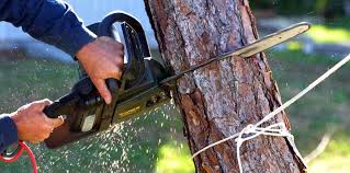 Best Fruit Tree Pruning  in Barrington, NJ
