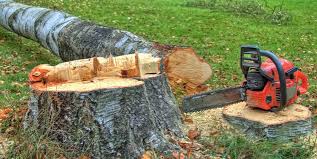 Best Tree Risk Assessment  in Barrington, NJ