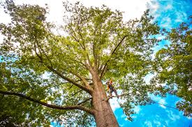 Best Firewood Processing and Delivery  in Barrington, NJ