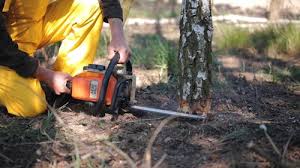 Best Tree Trimming and Pruning  in Barrington, NJ