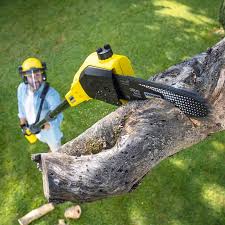 Best Palm Tree Trimming  in Barrington, NJ