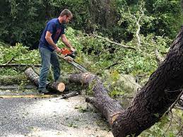 Best Lot and Land Clearing  in Barrington, NJ