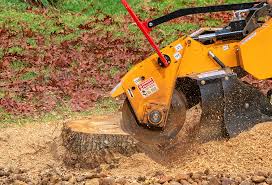 Best Tree Disease Treatment  in Barrington, NJ