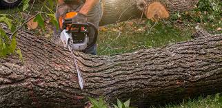 How Our Tree Care Process Works  in  Barrington, NJ