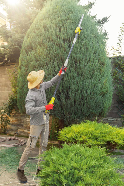 Best Root Management and Removal  in Barrington, NJ