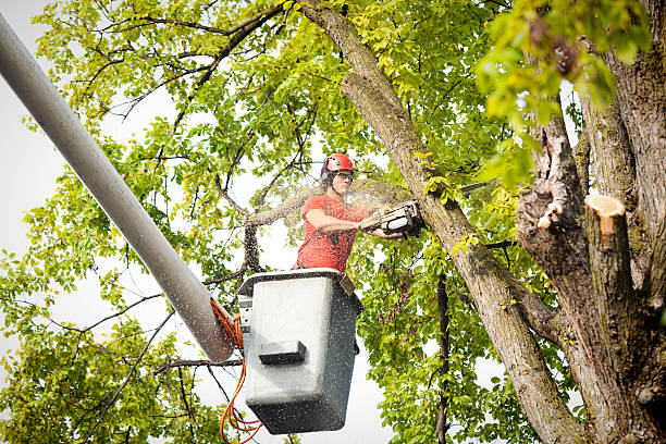 Best Tree Health Inspection  in Barrington, NJ