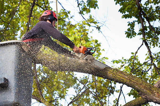 Best Aeration Services  in Barrington, NJ
