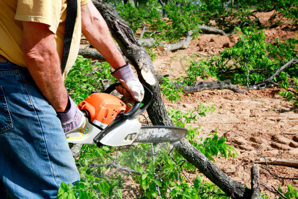 Best Weed Control  in Barrington, NJ